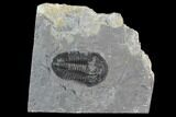 Asaphiscus Wheeleri Trilobite - Utah #97169-1